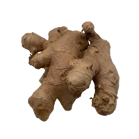 Ginger